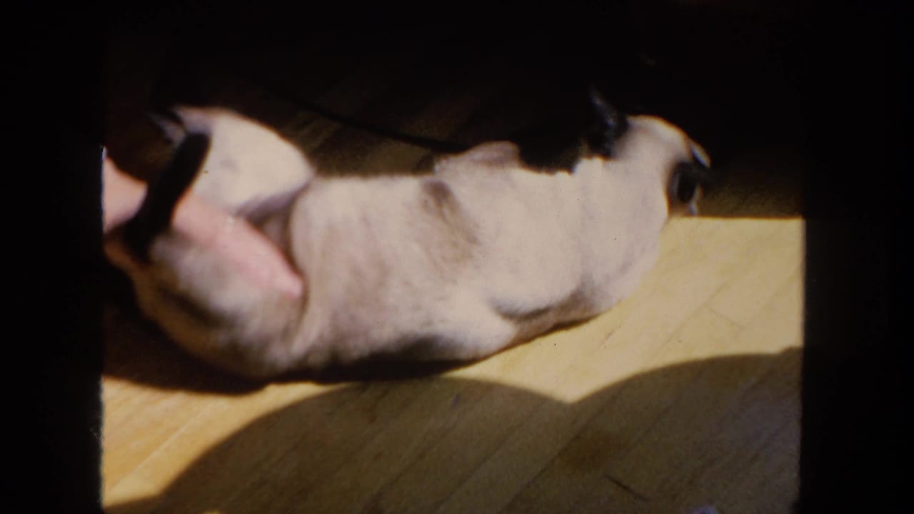 Siamese cat lying on a sunlit wooden floor with dark film borders.