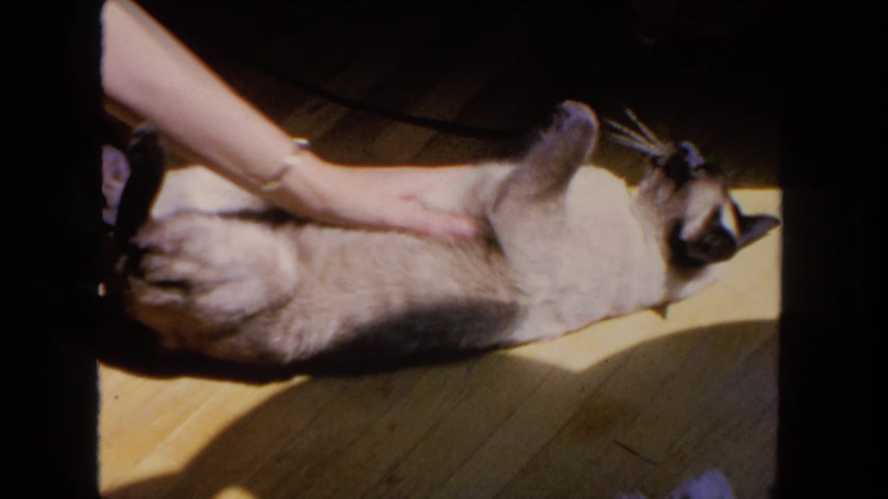 A person gently pets a Siamese cat on a wooden floor in archival 8mm footage identified as San Diego, 1962.