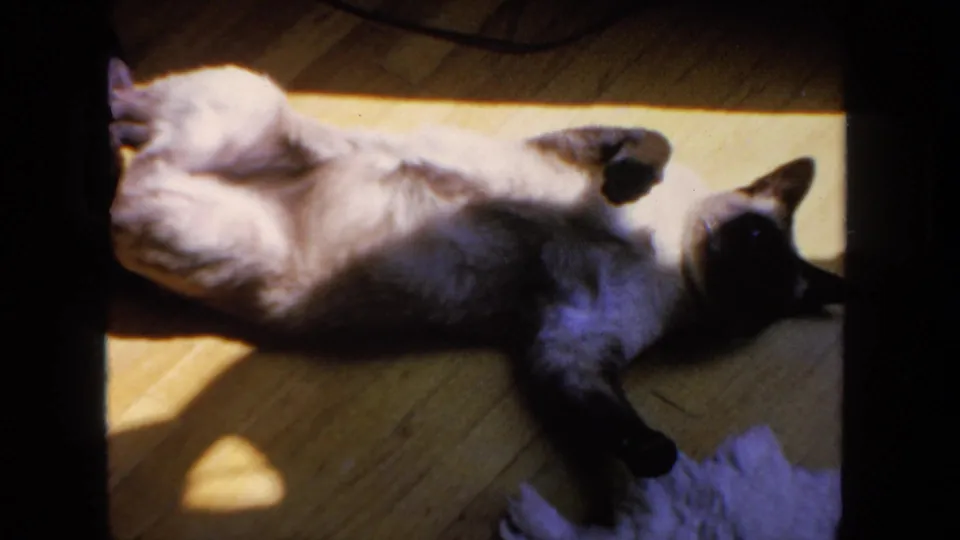 The Siamese cat lies belly-up on the floor, with partial human feet visible in the 1962 San Diego home-movie frame.