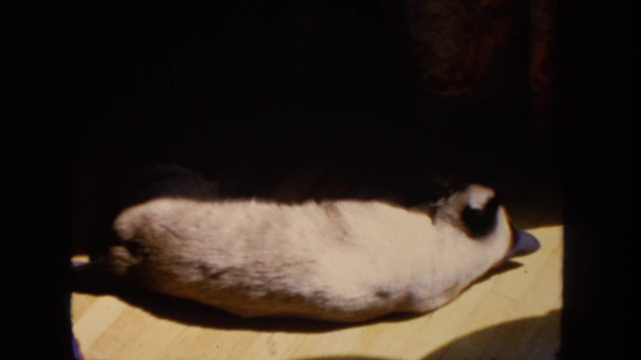 Siamese cat lying on a wooden floor in a bright patch of sunlight.
