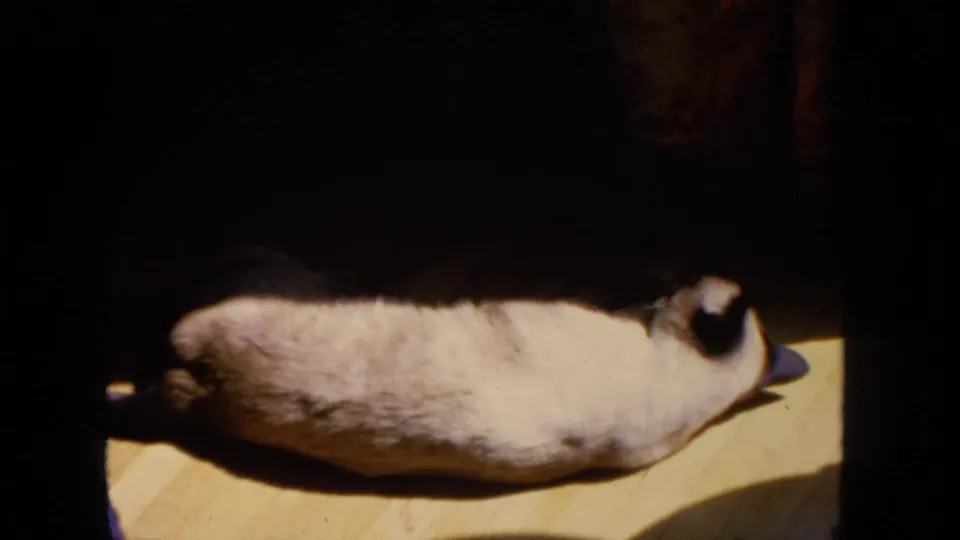 1962 8mm home-movie frame from San Diego showing a Siamese cat stretched on a wooden floor in warm indoor light.