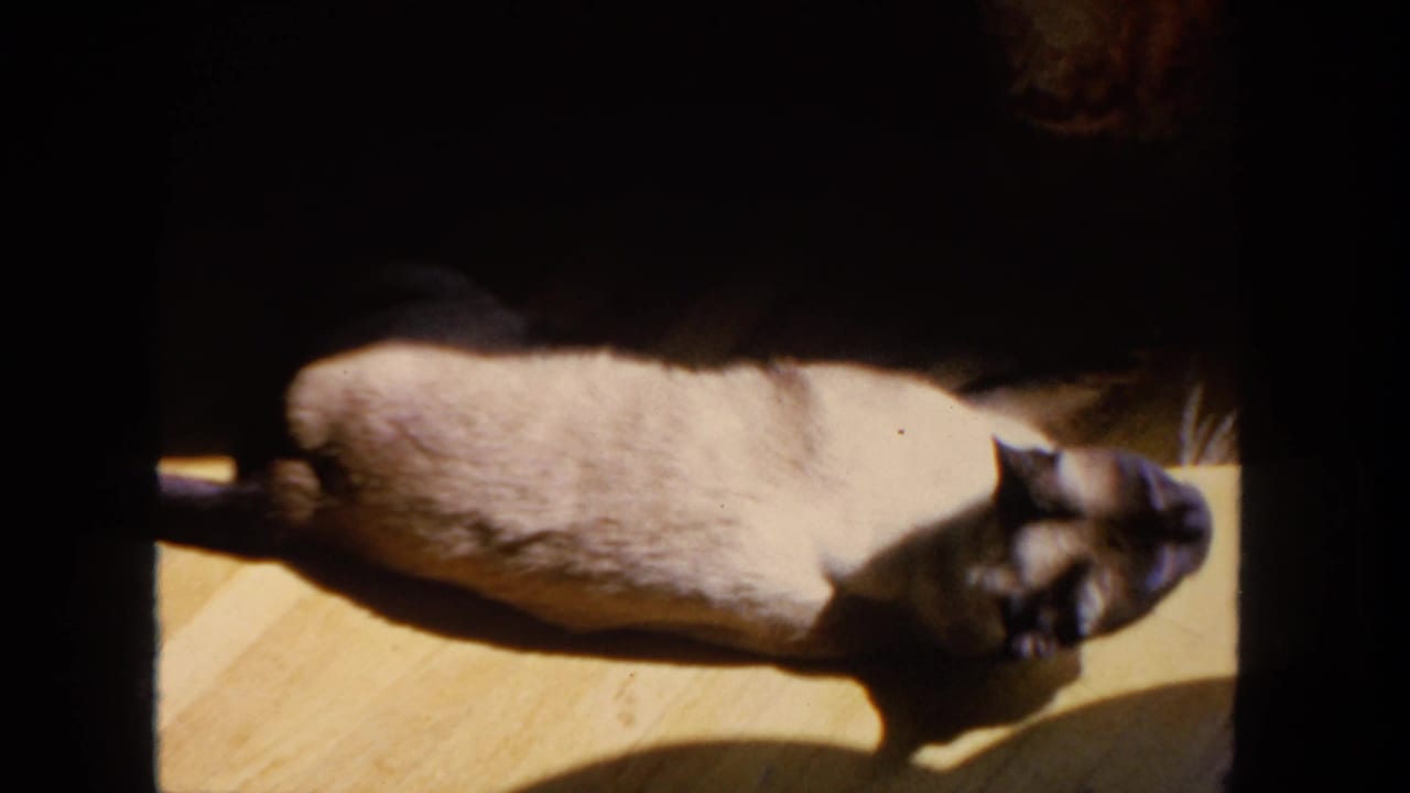 1962 San Diego home-movie frame with a Siamese cat on a wooden floor, its dark face and ears visible in soft 8mm focus.
