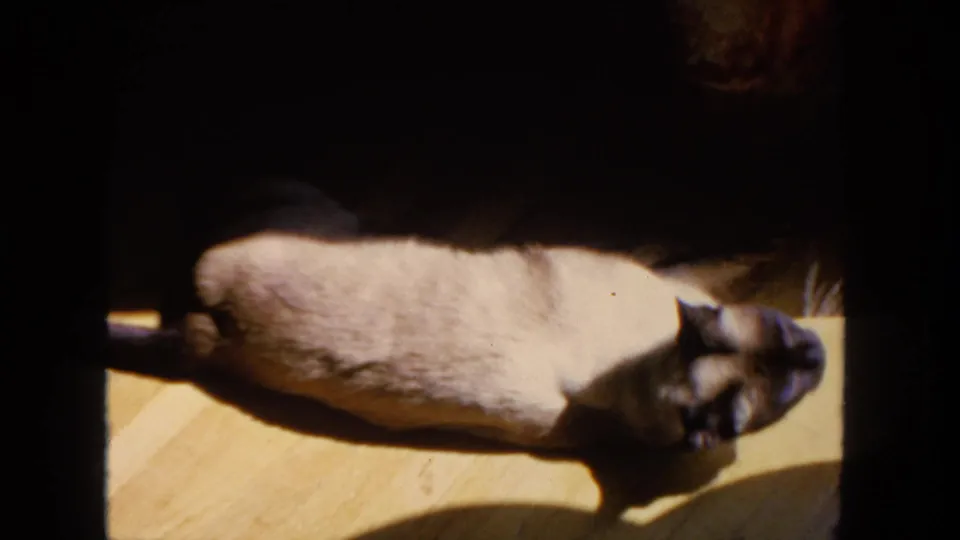 1962 San Diego home-movie frame with a Siamese cat on a wooden floor, its dark face and ears visible in soft 8mm focus.