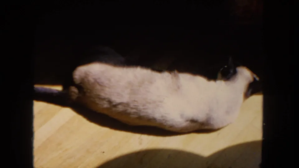 Warm 8mm frame from 1962 San Diego showing the Siamese cat stretched along the floor in a dim domestic room.