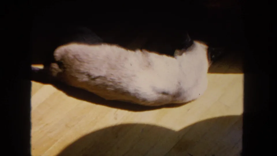 Final 1962 San Diego 8mm frame of the Siamese cat lying lengthwise on a wooden floor, partly framed by dark room shadows.