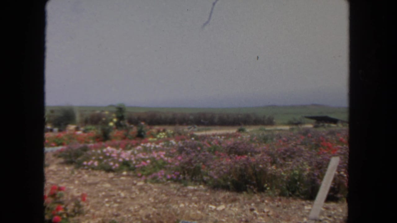 Flower beds with pink and purple blooms beside dry soil under a hazy sky.