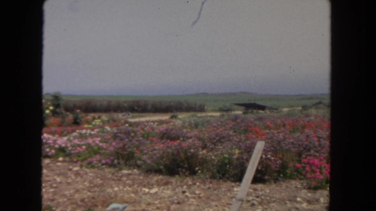 1962 San Diego garden view with pink and purple flower rows, a leaning stake, distant greenery, and soft 8mm exposure.