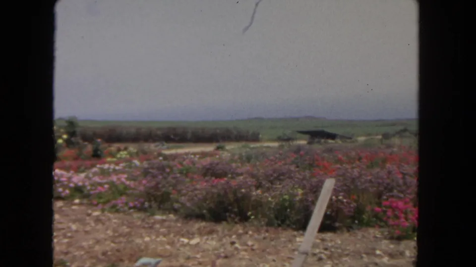 1962 San Diego garden view with pink and purple flower rows, a leaning stake, distant greenery, and soft 8mm exposure.