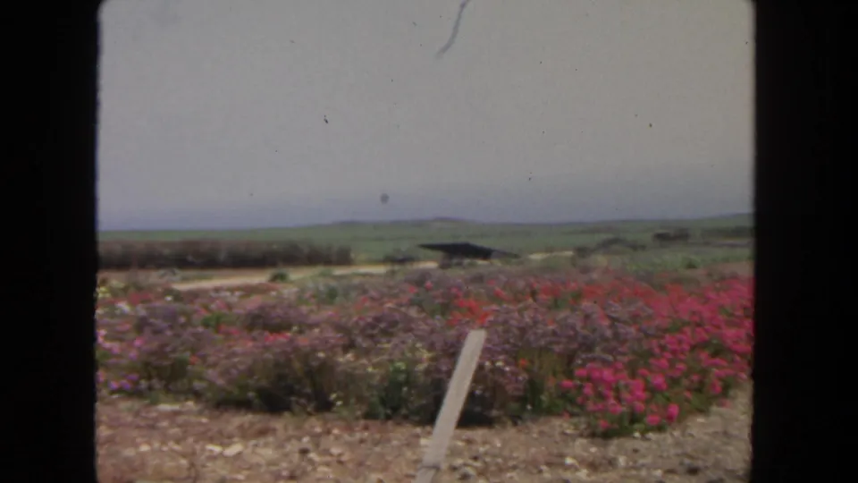 1962 San Diego 8mm still of a cultivated flower bed with red and pink blooms, dry soil, and distant low hills.