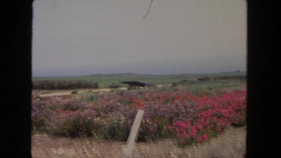 1962 San Diego home-movie frame showing bright pink flower beds, a leaning stake, distant fields, and soft hazy light.