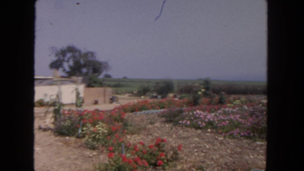 1962 San Diego frame with red and pink flowers, a small roadside stand, trees, and flat fields beyond.