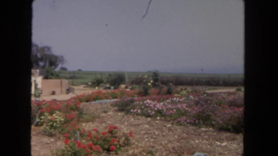 1962 San Diego home-movie view moving past a flower garden toward open fields and roadside landscaping.