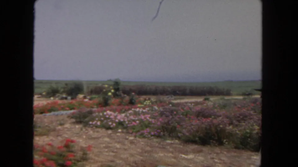 Late pan frame from a 1962 San Diego 8mm clip showing roadside flowers, dry soil, and distant agricultural fields.