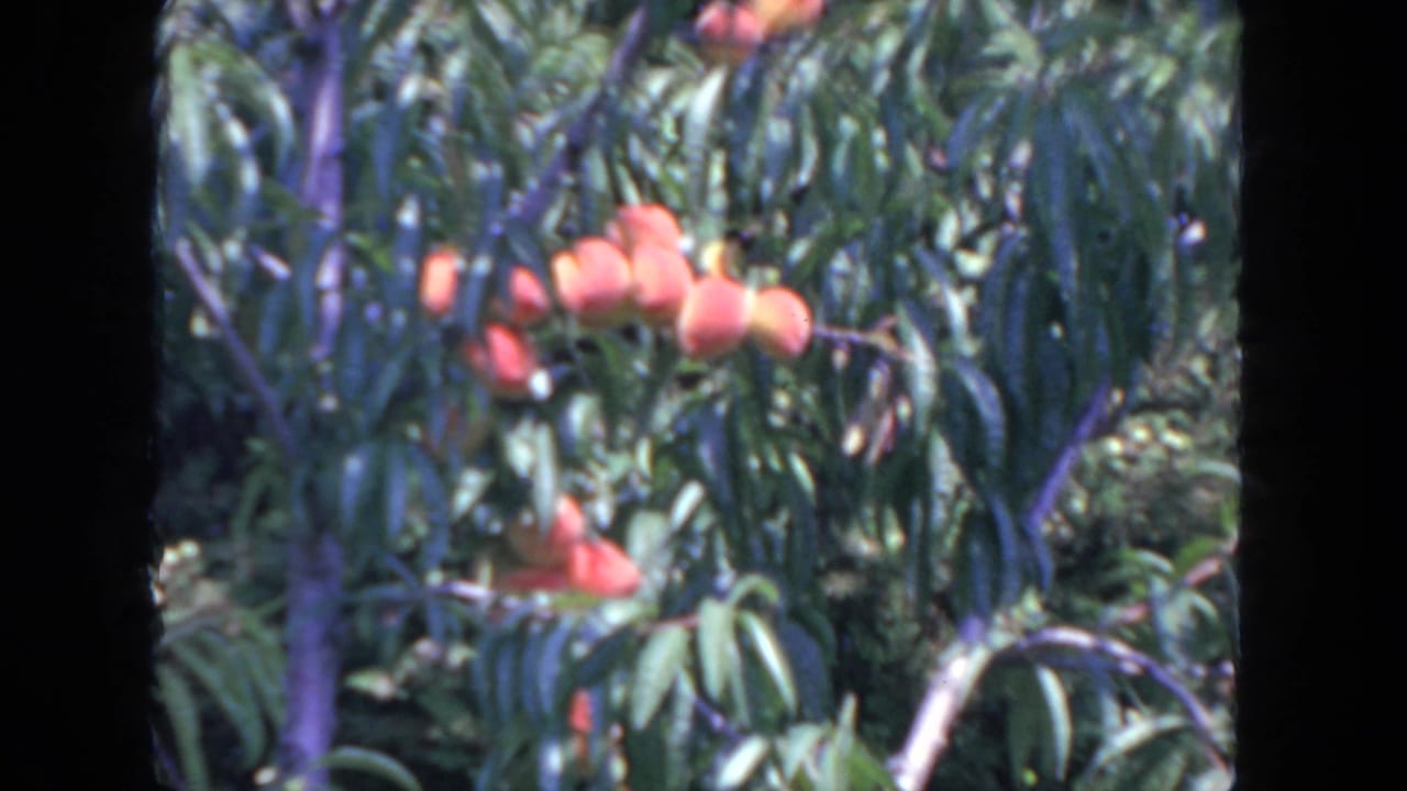 Ripe peaches hanging among dense green leaves and branches.