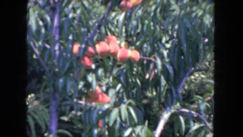 1962 San Diego 8mm frame showing peaches clustered on a leafy tree in bright outdoor light.