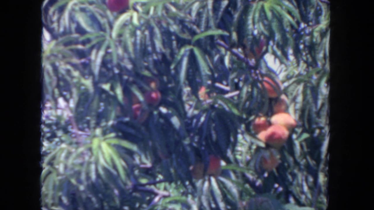 Clusters of ripe peaches among green leaves on a fruit tree.