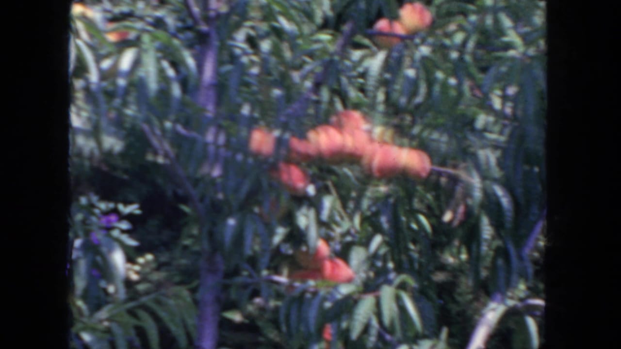 Peach clusters and leafy branches framed beside a dark film border.