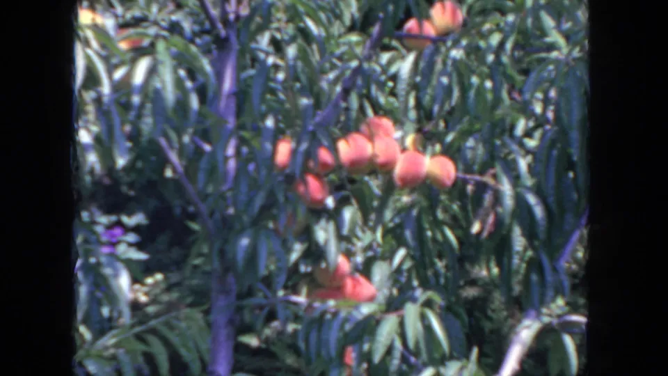 1962 San Diego home-movie still showing a close view of peaches on branches surrounded by lush orchard foliage.