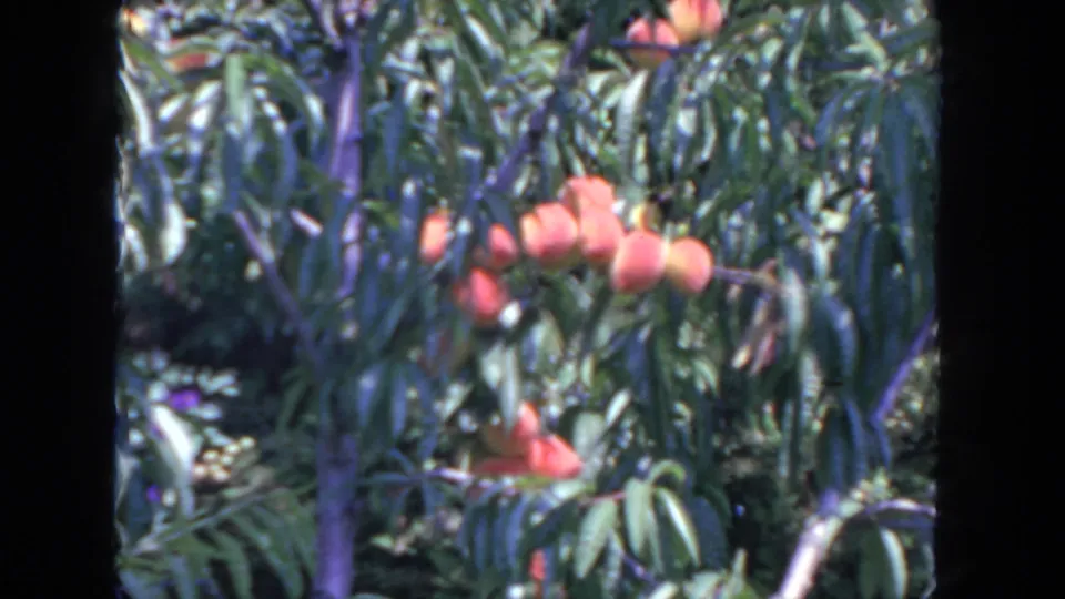1962 San Diego 8mm still of ripe peaches on a leafy tree, with handheld framing and visible dark film borders.