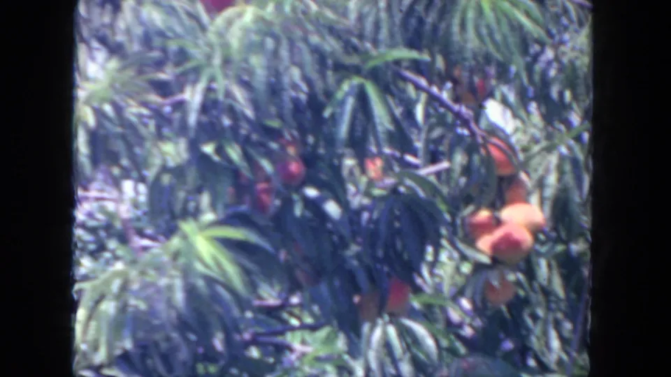 1962 San Diego home-movie close-up of a peach tree with ripe orange-red fruit among dense green leaves.
