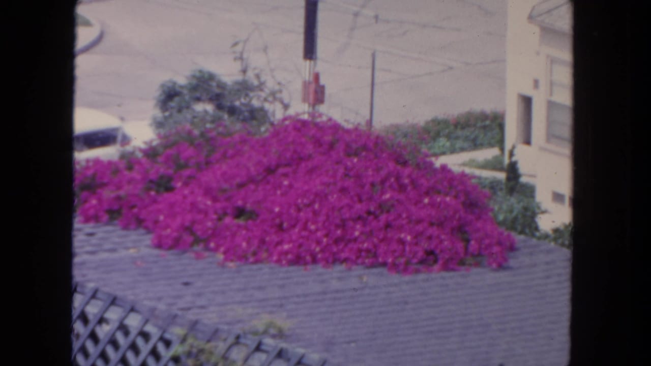 Bright pink bougainvillea spilling over a rooftop or ledge near a residential building.
