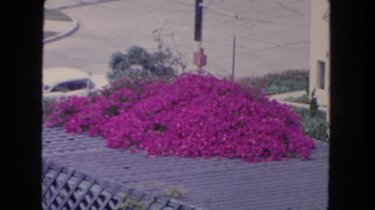 Pink bougainvillea on a rooftop or ledge with a building wall and pale vehicle partly visible beyond it.