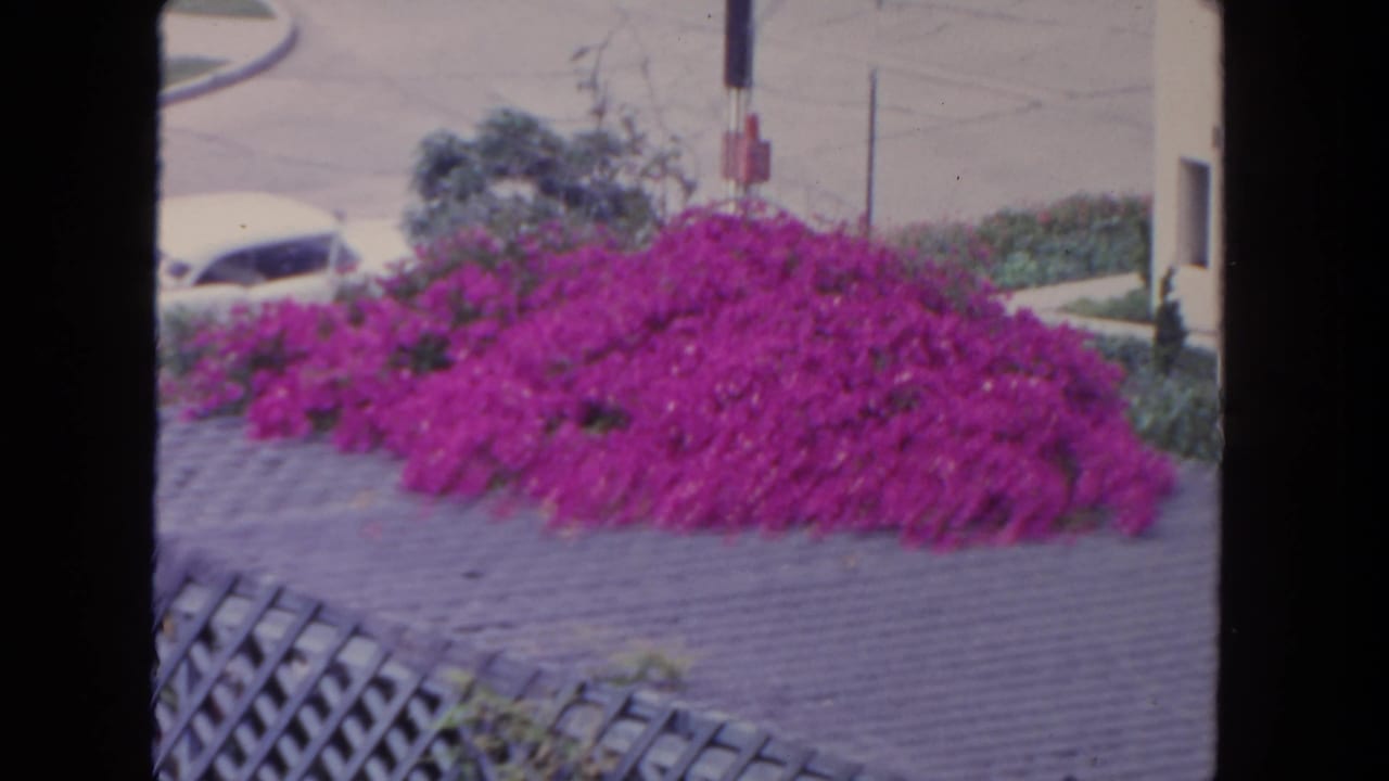 1962 San Diego frame of bright purple bougainvillea covering a low wall, with a white car and residential street beyond.