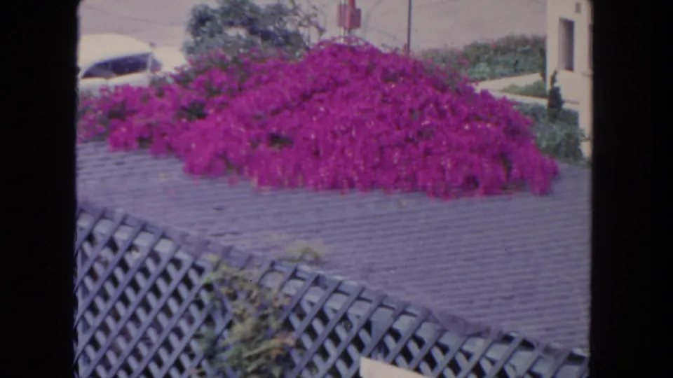 1962 San Diego home-movie frame showing purple bougainvillea draped over a wall above diagonal lattice fencing.