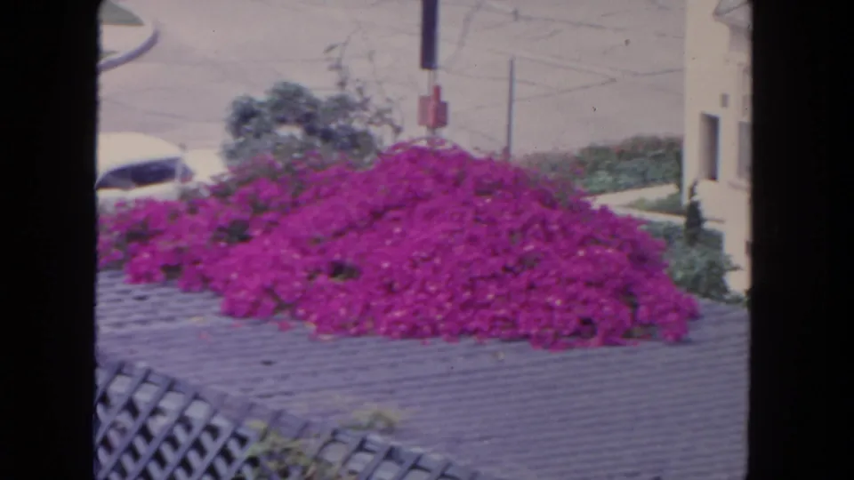 1962 San Diego frame of bougainvillea on a low wall, with a pale residential building, street, and shrubs in the background.