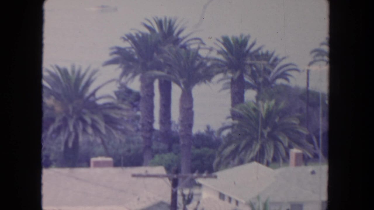 Tall palms, rooftops, and utility poles with a hazy shoreline beyond.