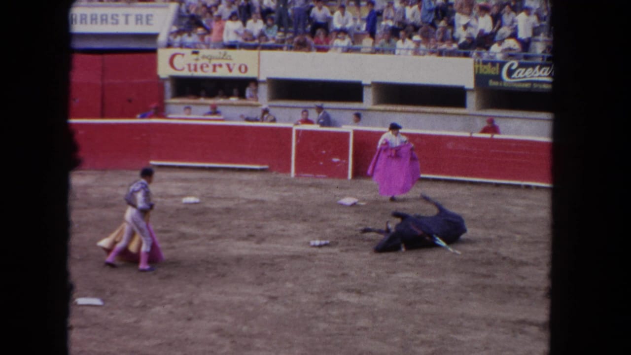 Bull lying on a dirt arena floor as matadors with pink capes stand nearby.