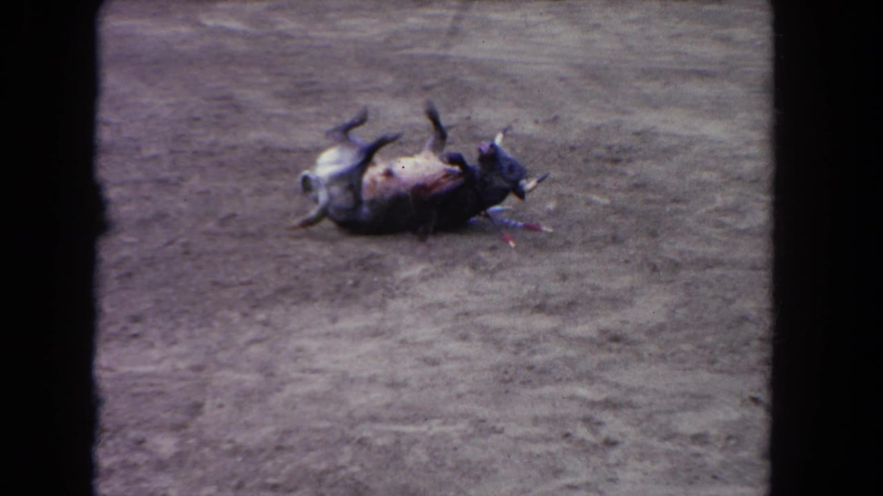 1962 Los Angeles home-movie frame showing a bull collapsed on its back in a dusty arena ring.