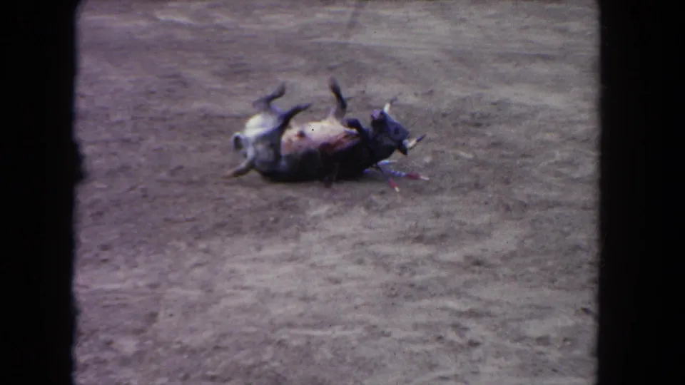 1962 Los Angeles home-movie frame showing a bull collapsed on its back in a dusty arena ring.