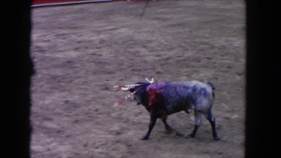A bull marked with banderillas walks across the dusty Los Angeles arena in this 1962 8mm home-movie frame.
