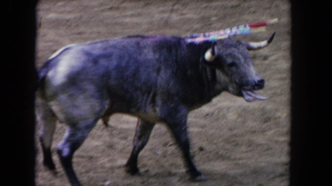 Dark bull with decorated horns walking across a dusty arena floor.