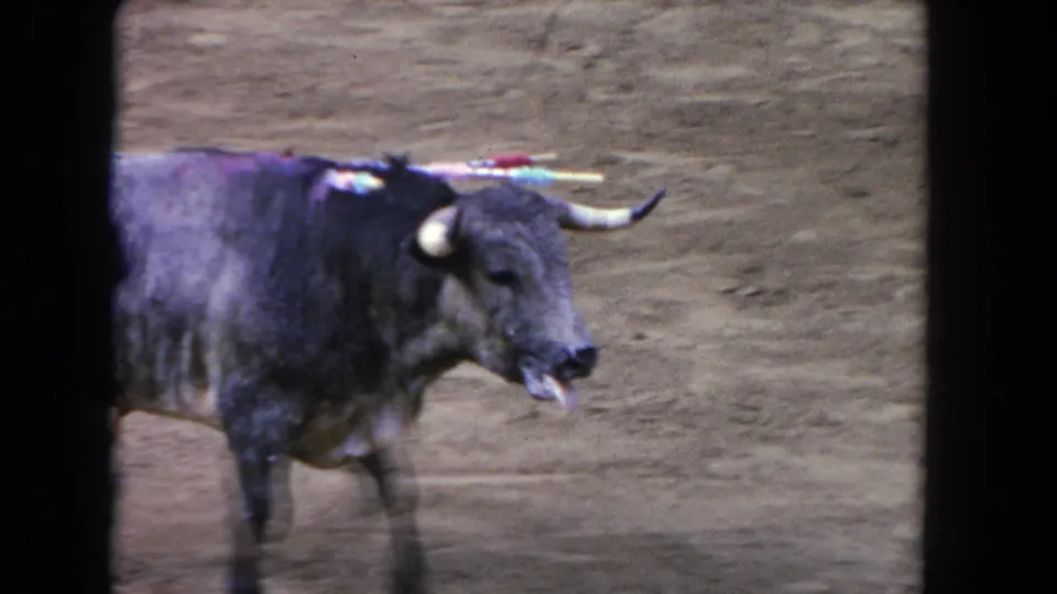 1962 Los Angeles home-movie frame of a ribboned bull in profile on a dusty bullfighting arena floor.