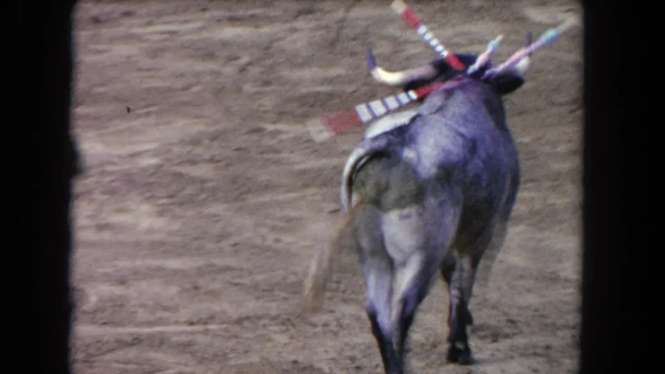 1962 Los Angeles 8mm frame showing the rear of a decorated bull as it moves through the arena.