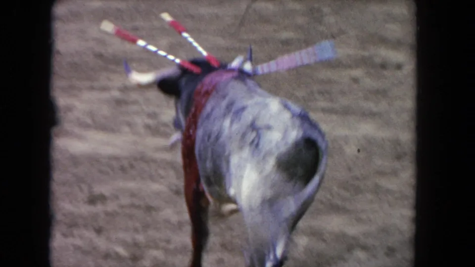 1962 Los Angeles 8mm frame with a close rear view of the decorated bull, its banderillas and red covering visible as it moves away.