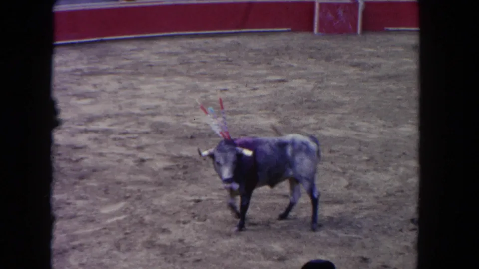 A horned bull with banderillas stands near the red arena wall in this 1962 Los Angeles bullfighting scene.