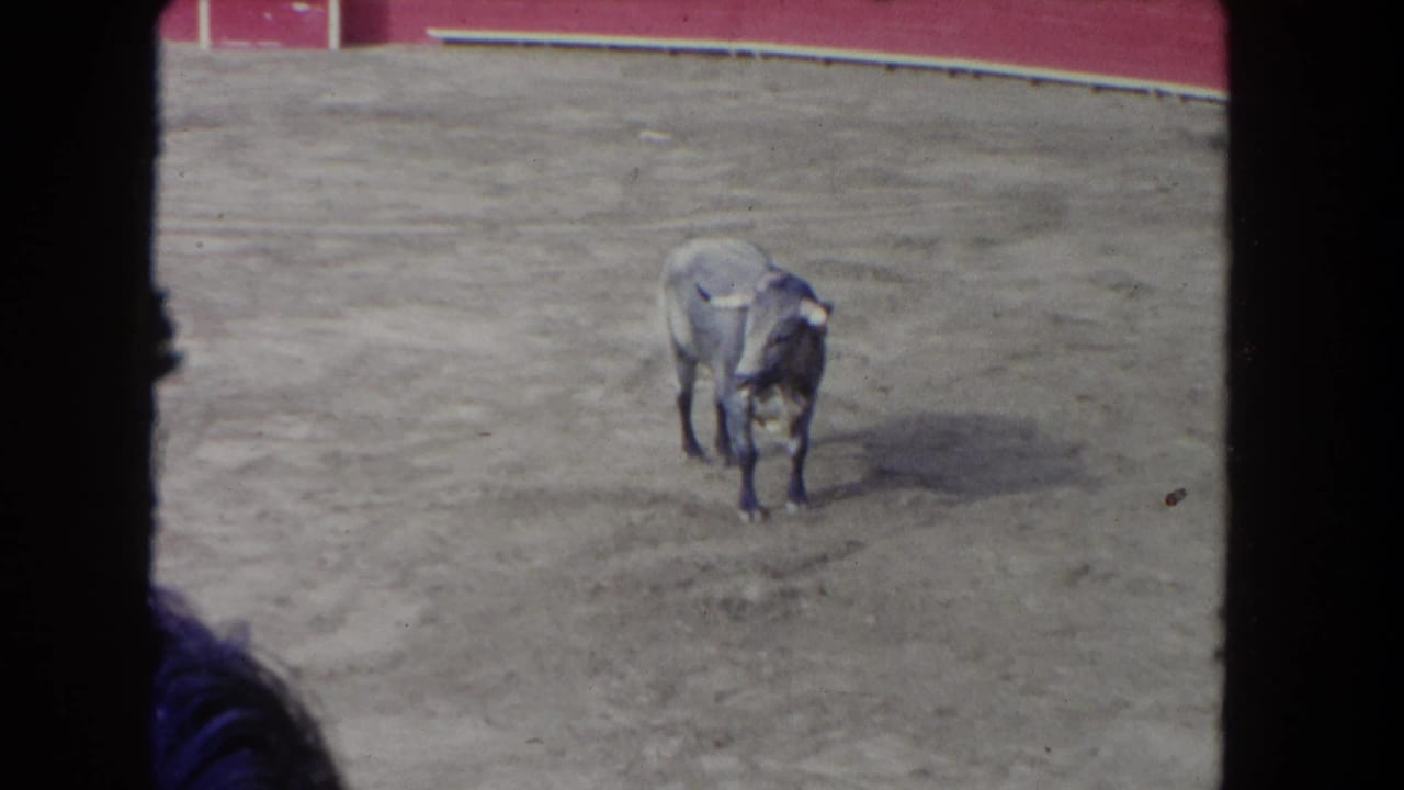 1962 Los Angeles 8mm frame showing a horned bull standing in a dirt arena with red-and-white barrier walls in the background.