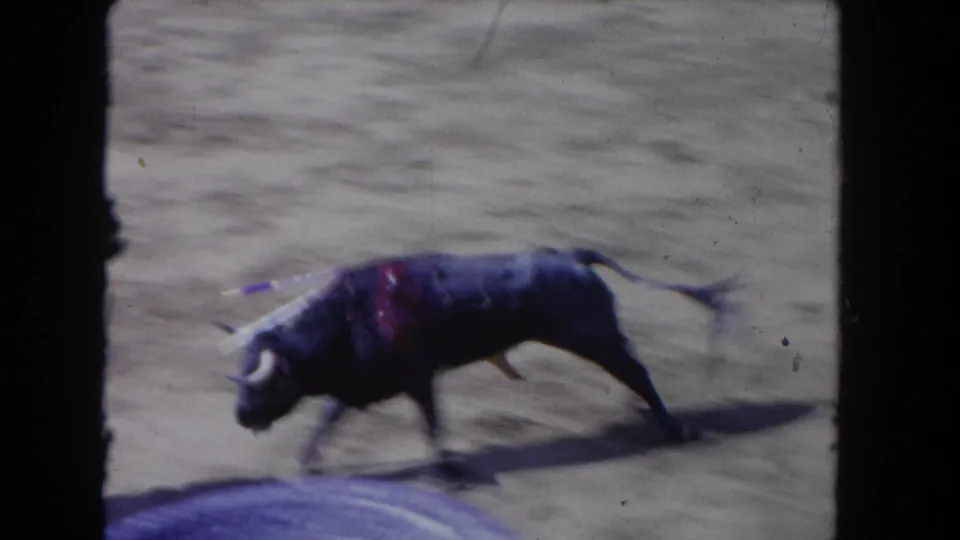A dark bull runs across the sandy arena in the 1962 Los Angeles home movie, with a visible wound or marking on its back.