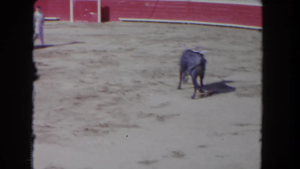 1962 Los Angeles home-movie frame showing the bull alone in the sandy ring, with a partial person visible near the arena wall.