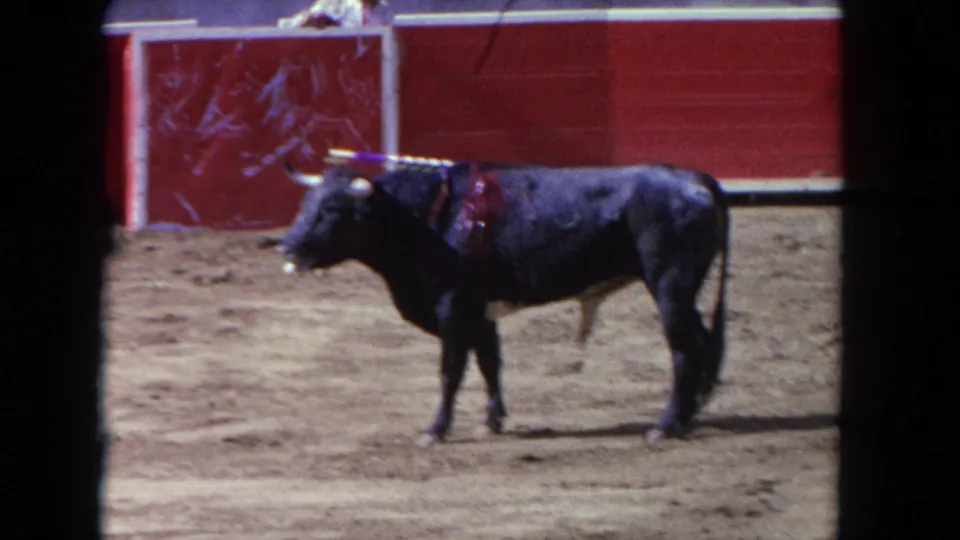 1962 Los Angeles 8mm frame showing a black bull standing in the arena with banderillas and a visible wound area.