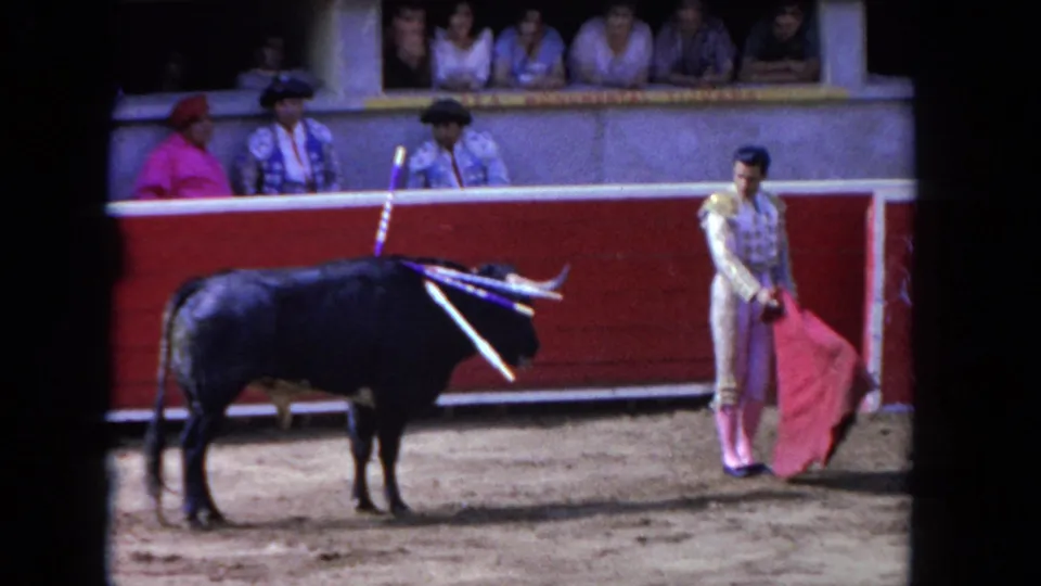 A black bull with banderillas stands in the Los Angeles bullring while the matador waits at the side with a red cape.