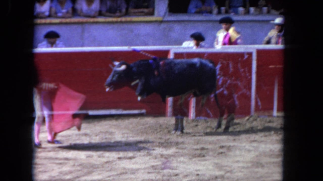 Black bull watches a matador moving a pink-red cape near the arena barrier.