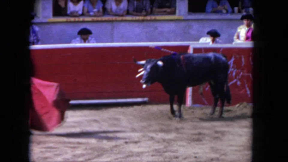 The bull pauses in the sandy arena with banderillas visible on its back, while the cape and red arena wall frame the scene.