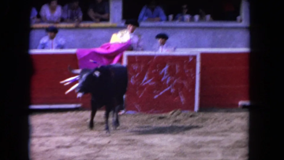 A bull stands near a marked red barrier as a magenta cape is lifted over the wall during the 1962 Los Angeles bullfighting scene.