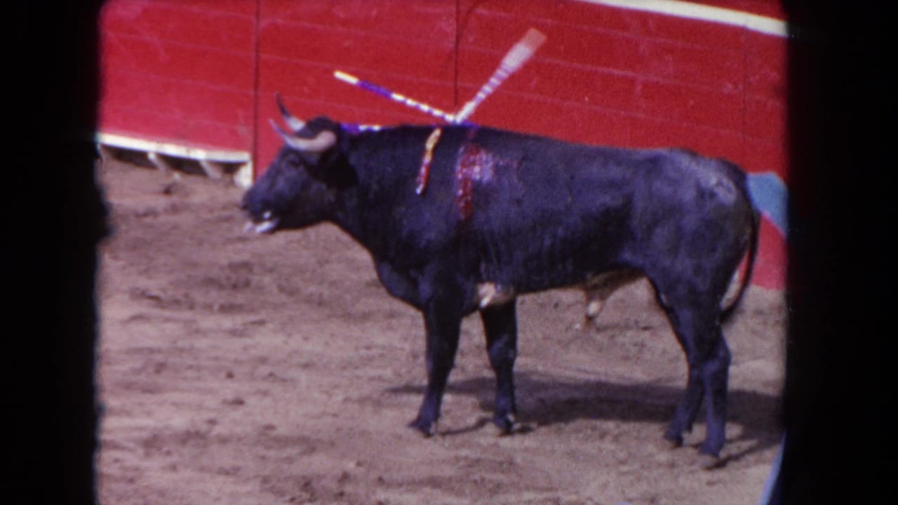 Black bull standing in profile with banderillas and blood visible on its back.