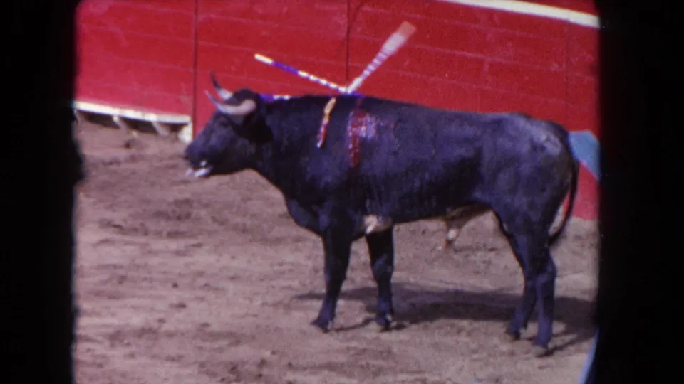 1962 Los Angeles 8mm frame of a wounded black bull standing in profile in a sandy arena, with banderillas and blood visible on its back.