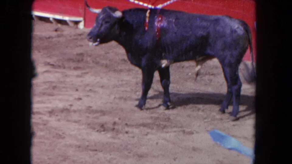 1962 Los Angeles 8mm frame showing the wounded black bull near the red arena wall, standing on sand with banderillas visible.